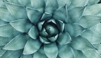 CACTUS Ransomware