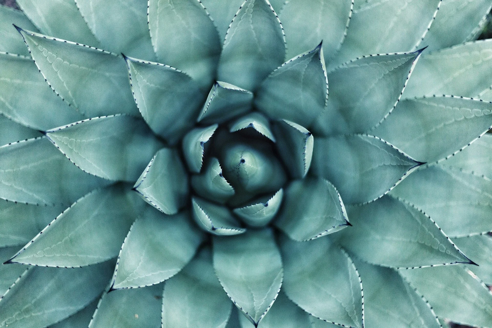 CACTUS Ransomware
